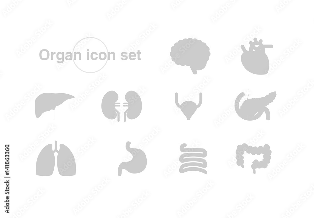 Obraz premium Organ vector illustration