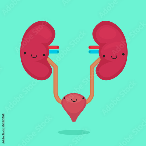 Organ vector illustration