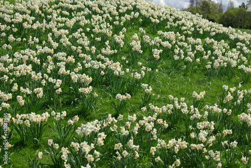 Narcisses blancs en prairie au printemps
