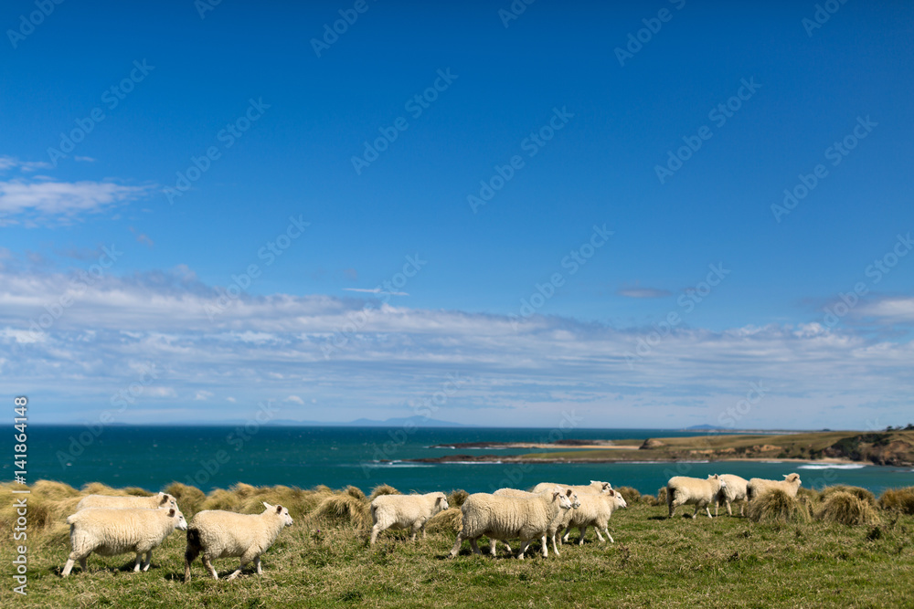 Sheeps at a pasture in New Zealand
Sheeps at a pasture in New Zealand