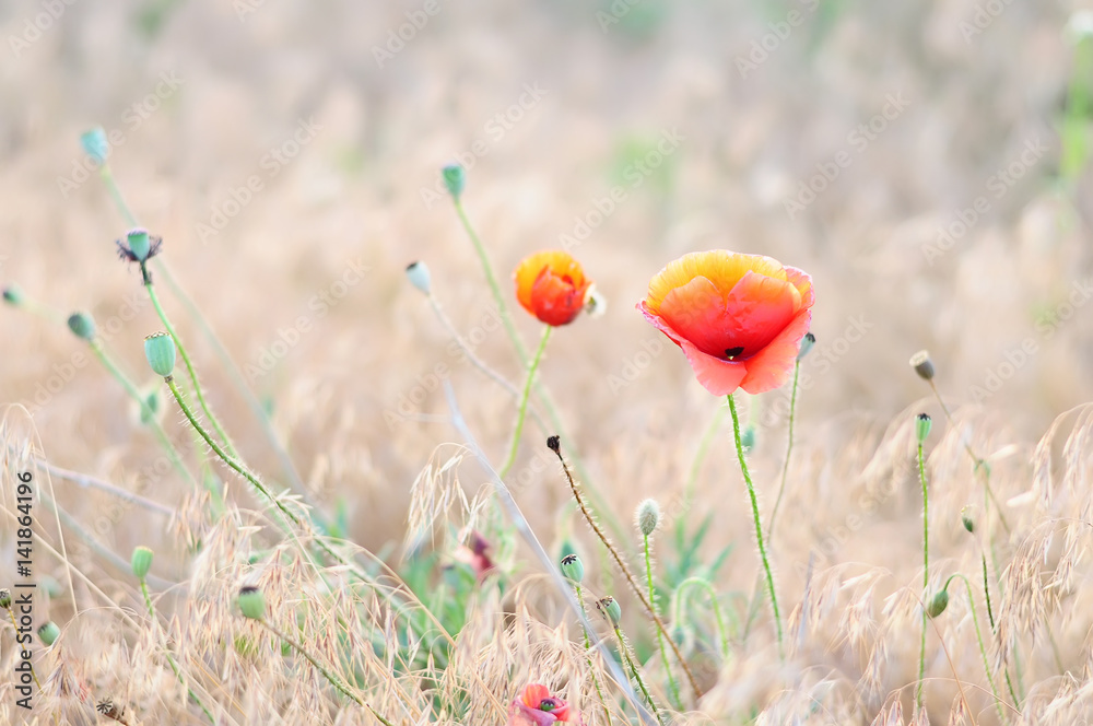 Fototapeta premium Beautiful poppy flower in a meadow. Gentle sunlight. 