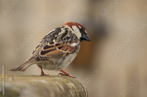 House sparrow perched © scimmery1