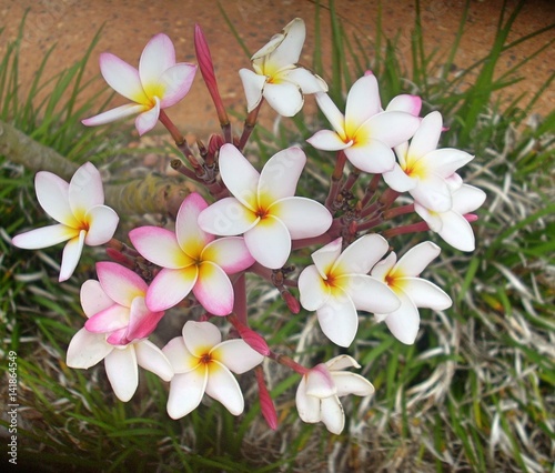 Frangipani flowers white and pink