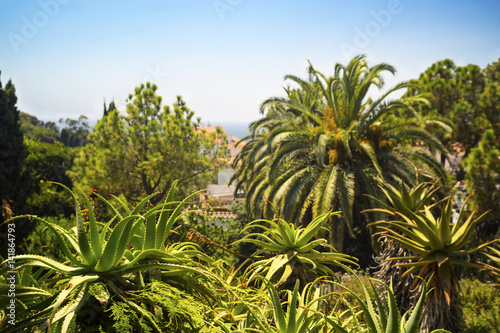 Palm trees and agaves