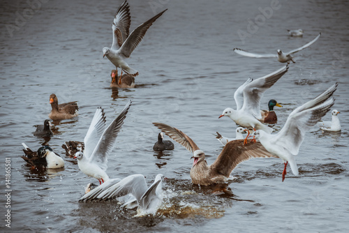 seagulls fighting on water while others hover around in the air