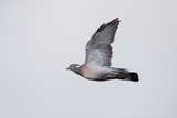 Common Wood Pigeon, Wood Pigeon, Columba palumbus