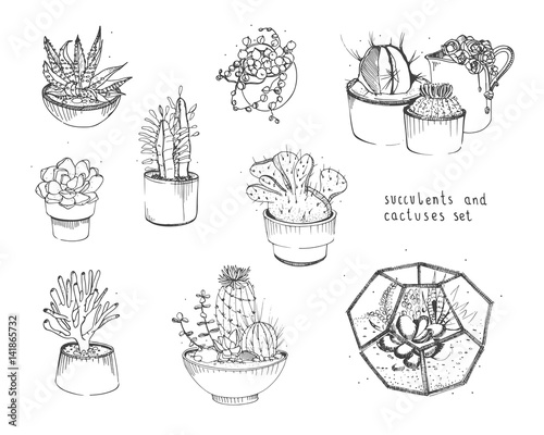 Cactus and succulents set. Collection plants in pots, florarium isolated on white background. Hand drawn illustration in sketch style.