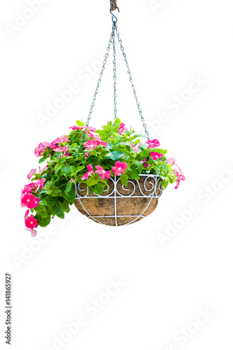 Pink flower pot hanging isolation on white background