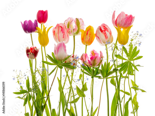 Fototapeta Naklejka Na Ścianę i Meble -  Bright tulip flowers and leaves