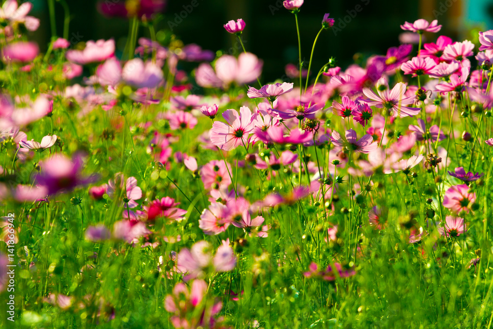 Beautiful Cosmos Flower Background Beautiful Cosmos Flower Background