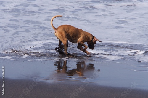 A dog digging a hole in the black sand on the shore of the ocean in different directions flying sand. On the wet sand appears dog. Evening, the black sand beach, November. 