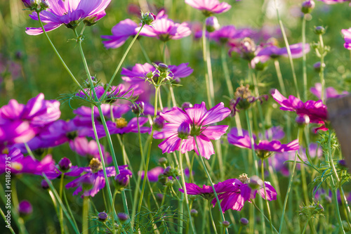 Beautiful Cosmos Flower Background © Golden House Images