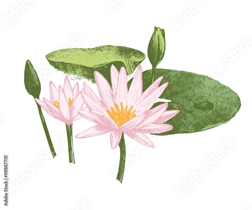 Hand drawn water lily flowers