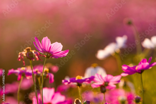 Beautiful Cosmos Flower Background © Golden House Images