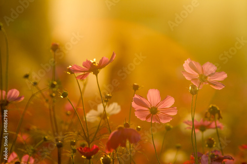 Fototapeta Naklejka Na Ścianę i Meble -  Beautiful Cosmos Flower Background