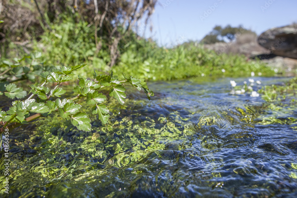 Fluvial vegetation on the stream of Muelas River,   Cornalvo Natural Park, Spain