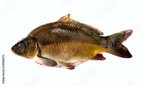 Fish carp.With white background. Carpet gutted fresh