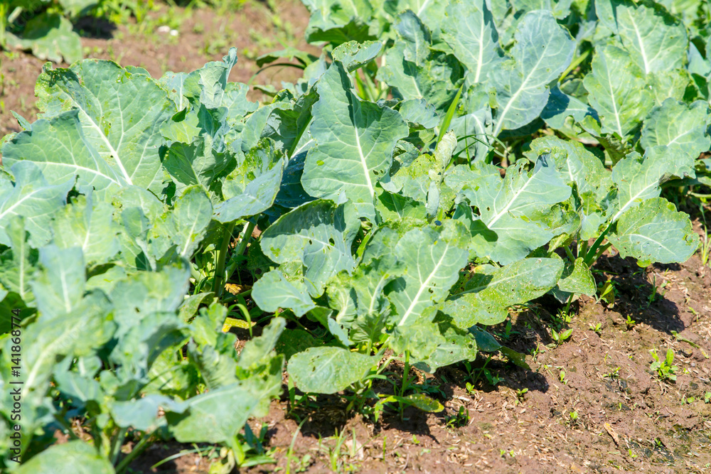 Kale vegetable in garden Kale vegetable in garden