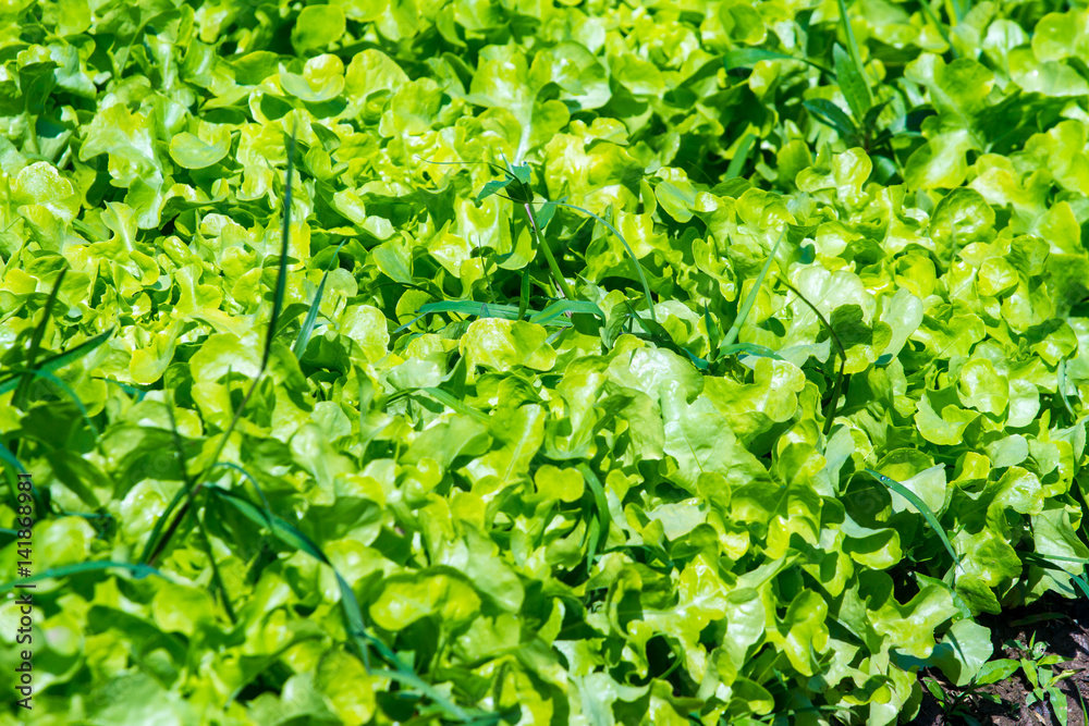 Kale vegetable in garden Kale vegetable in garden