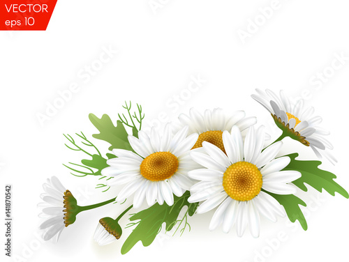 Bouquet realistic daisy  camomile flowers on white background. Vector illustration card