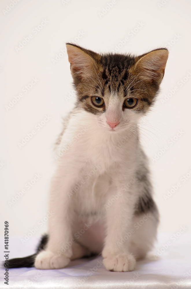 Little kitten isolated on white background.