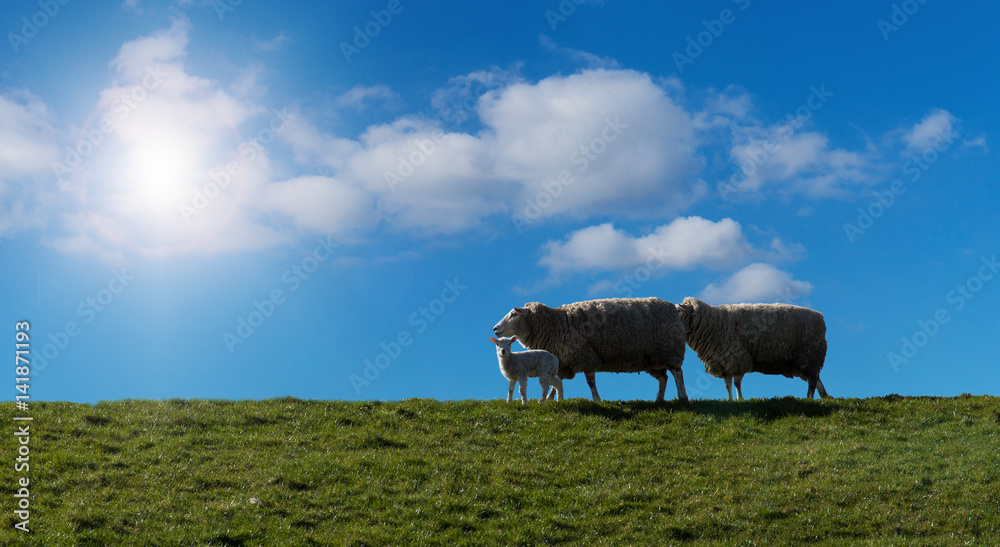Fototapeta premium Schafe und Lämmer am Deich, Header
