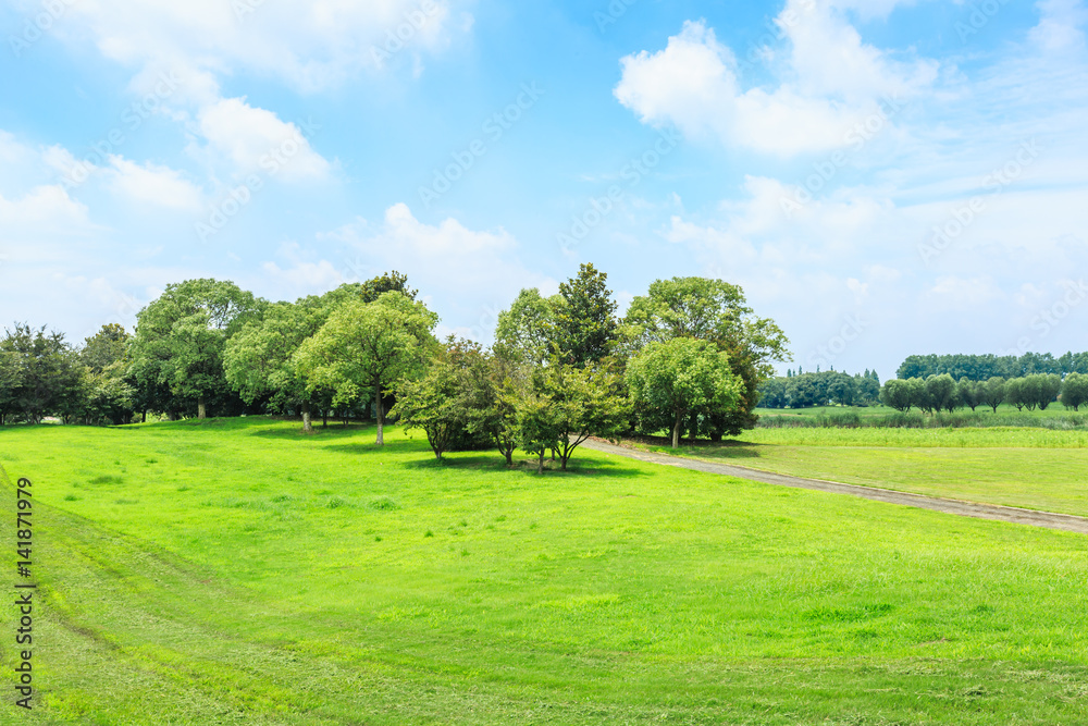 Green grass and sky in the summer Green grass and sky in the summer