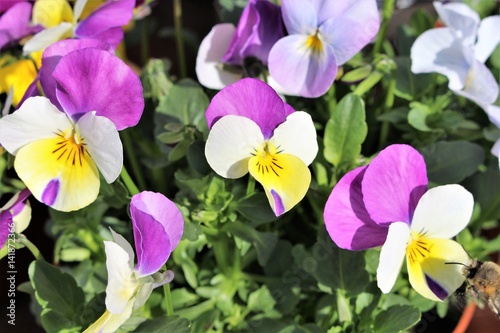 An image of spring flowers - background blurry