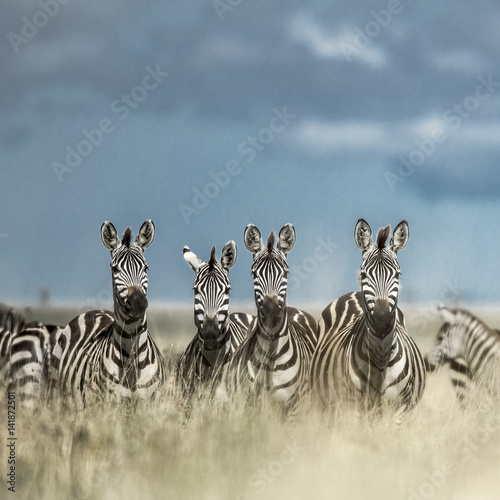 Herd of zebra in the wild savannah  Serengeti  Africa