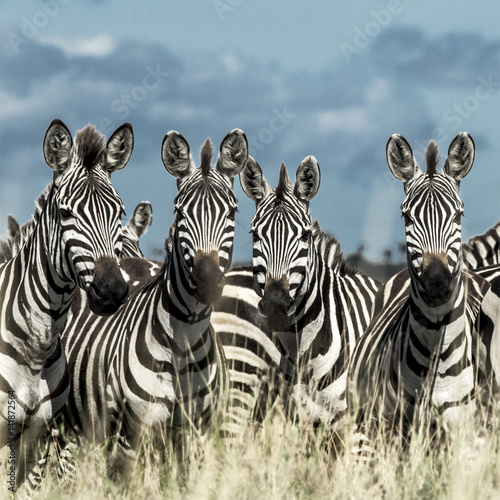 Herd of zebra in the wild savannah  Serengeti  Africa