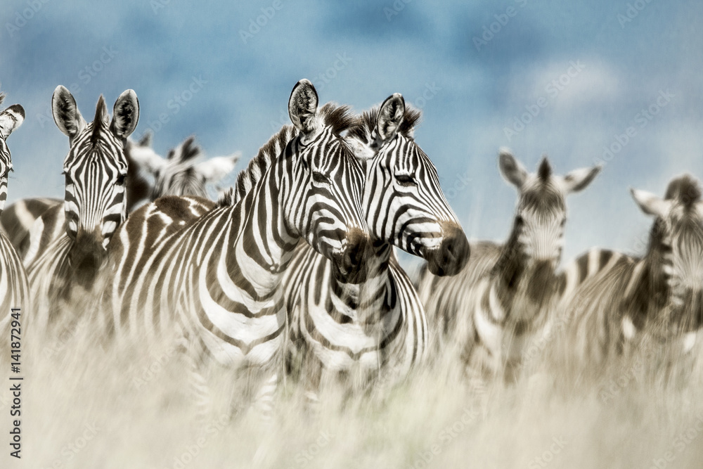 Herd of zebra in the wild savannah, Serengeti, Africa - obrazy, fototapety, plakaty 