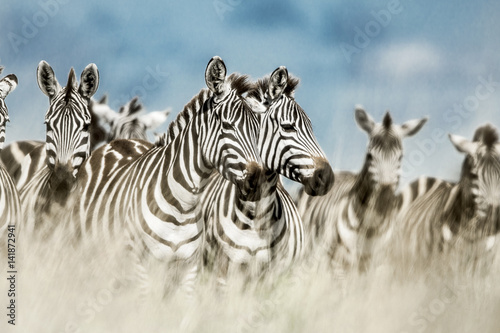 Zebraherde in der wilden Savanne, Serengeti, Afrika