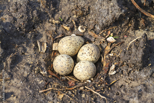 sandpiper nest on the ground and four eggs