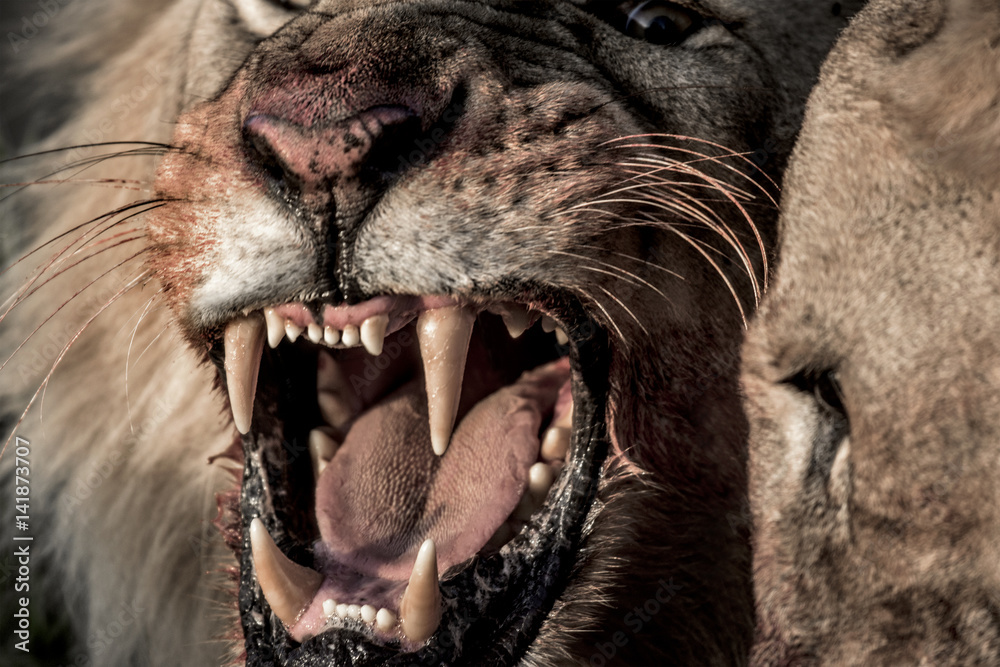 Obraz premium Lion growling while eating in Serengeti National Park