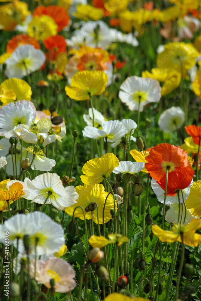 Pavots jaunes, blancs, orange en prairie au printemps Pavots jaunes, blancs, orange en prairie au printemps