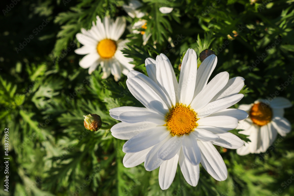 Obraz premium The daisy flower symbolizes innocence, a loyal love and gentleness. Daisy flower is a powerful healing herb that works great and it’s been used for thousands of years without side effects.
