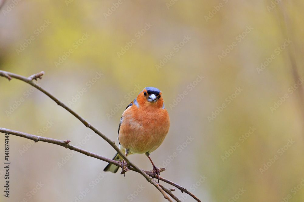 chaffinch in spring day sits on a thin branch chaffinch in spring day sits on a thin branch