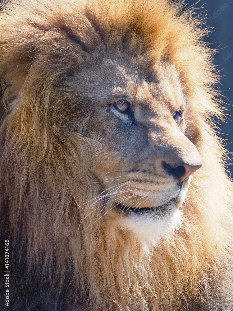 Closeup of a Male African Lion