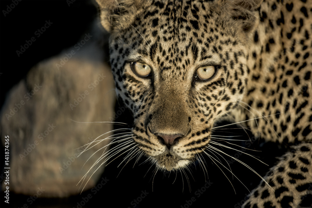 Fototapeta premium Close-up of a leopard drinking in river in Serengeti National P