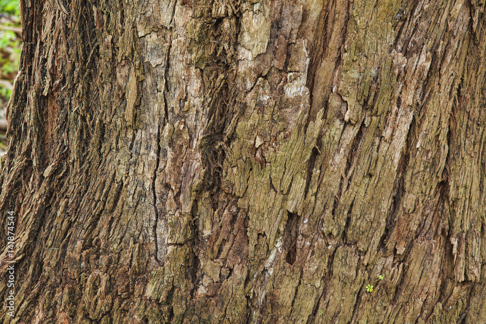 Closeup of the bark of an old tree Closeup of the bark of an old tree