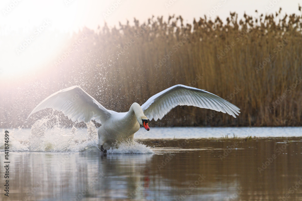 Fototapeta premium white swan ready to fly from the lake