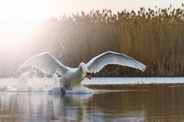 Acrylglasbilder Schwan Weißer Schwan startet vom See  © drakuliren