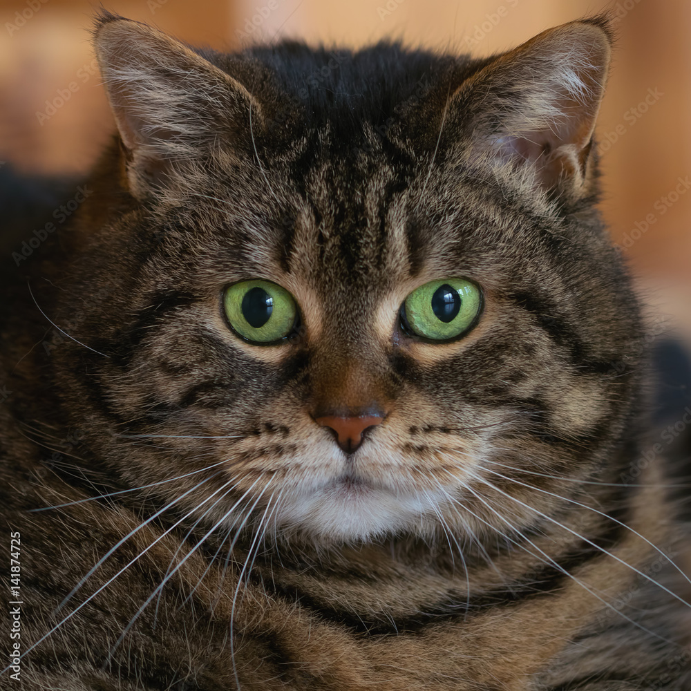 Close-up of a round tabby cat with big green eyes