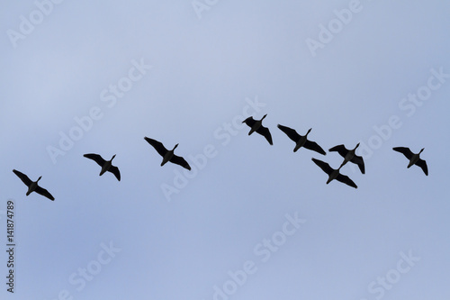 White-fronted geese flying in the blue sky © drakuliren