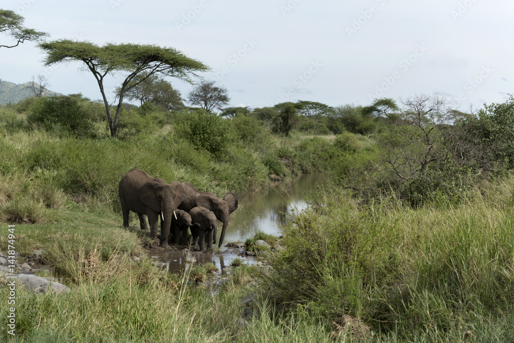 Fototapeta premium Elephants and calfs drinkink in watercourse in Serengeti Nationa