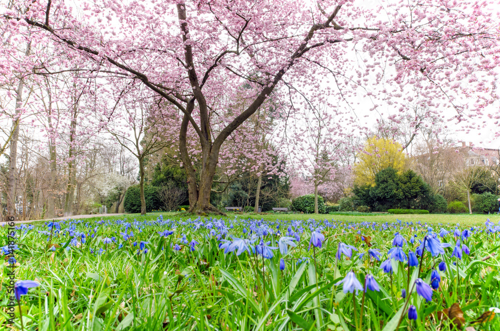 Fototapeta premium Frühlingserwachen im Stadtpark: Glückwunsch, alles Liebe: Verträumte Kirschblüten und blühende Frühlingsblumenwiese :)