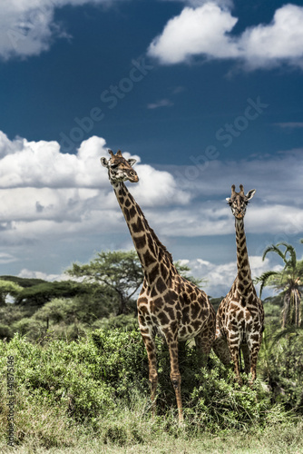 Giraffes in savannah  Serengeti  Africa
