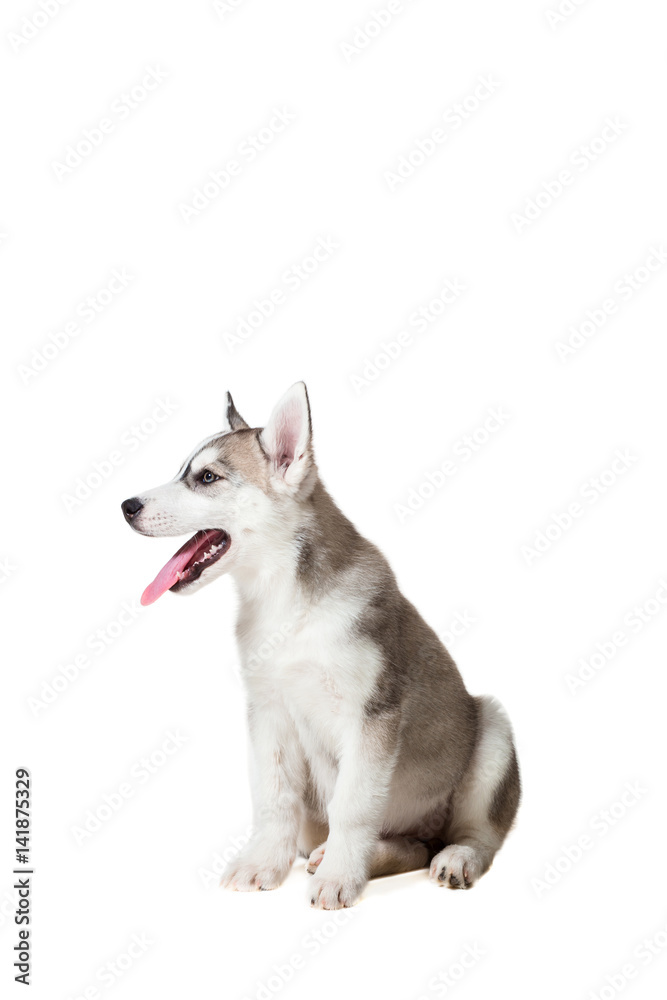 Siberian Husky puppy isolated on a white background
