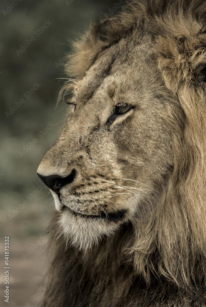 Fototapeta premium Close-up of a male lion in Serengeti National Park