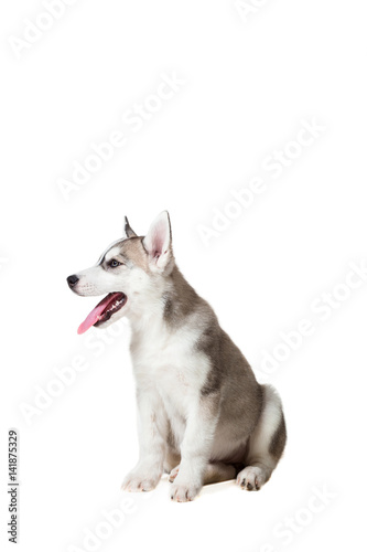 Siberian Husky puppy isolated on a white background